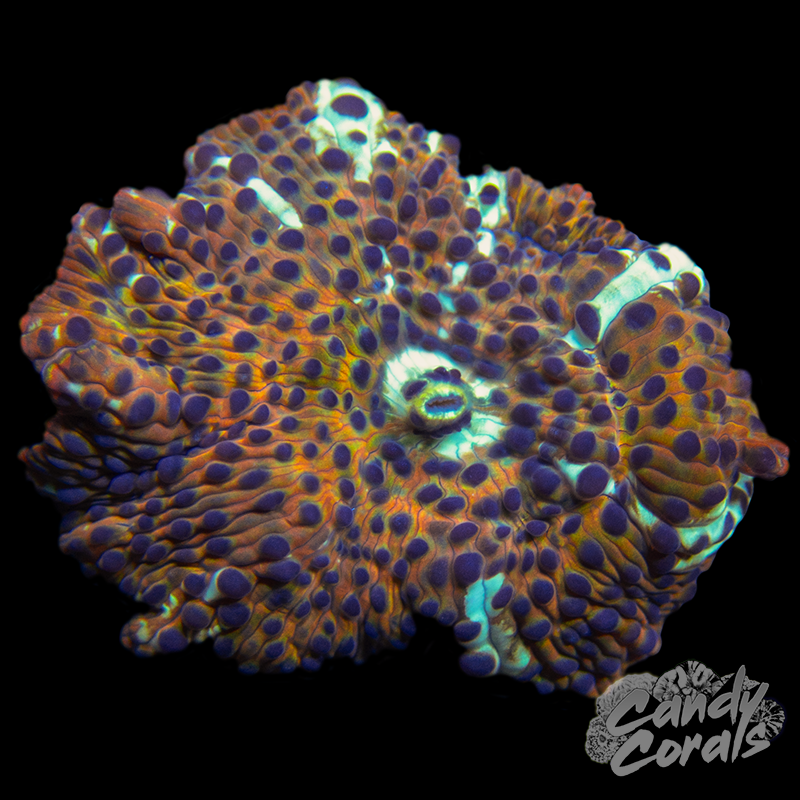 Golden Leopard Discosoma Mushroom