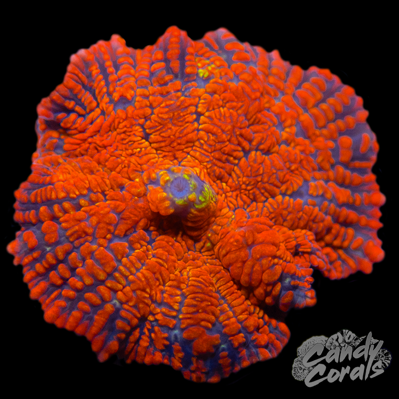 Orange Rhodactis Mushroom