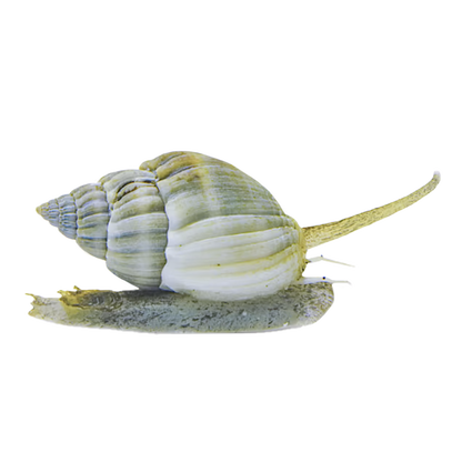 Nassarius Snail