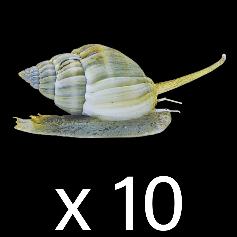 Nassarius Snail