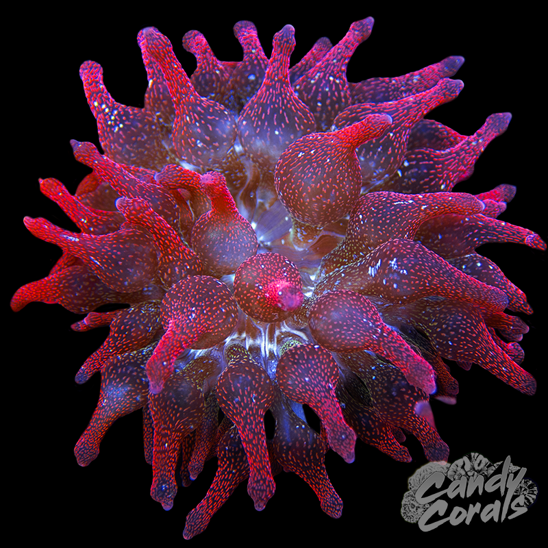 Speckled Red Bubble Tip Anemone