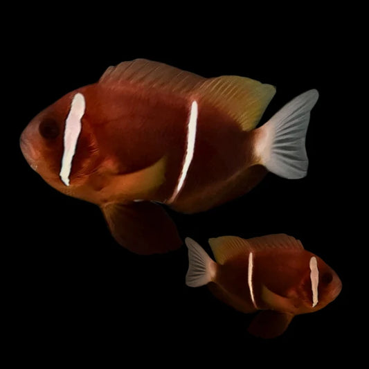 Catpive Bred Oman Clownfish