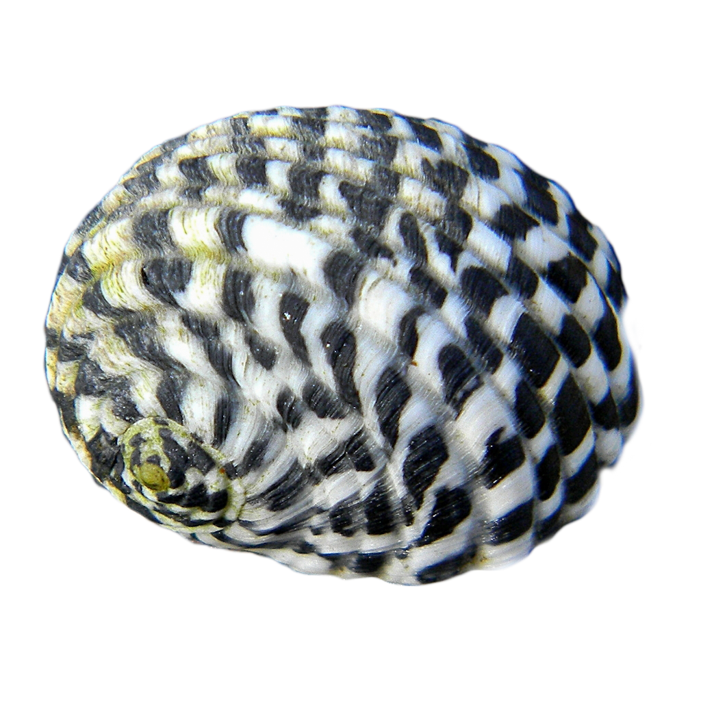 Nerite Snail