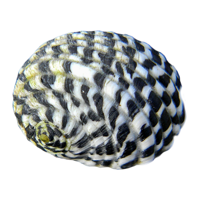 Nerite Snail