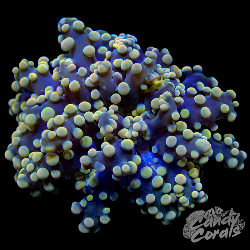 Light Orange Tipped Octospawn H11