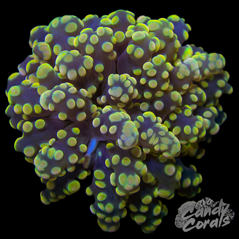 Orange Tipped Octospawn