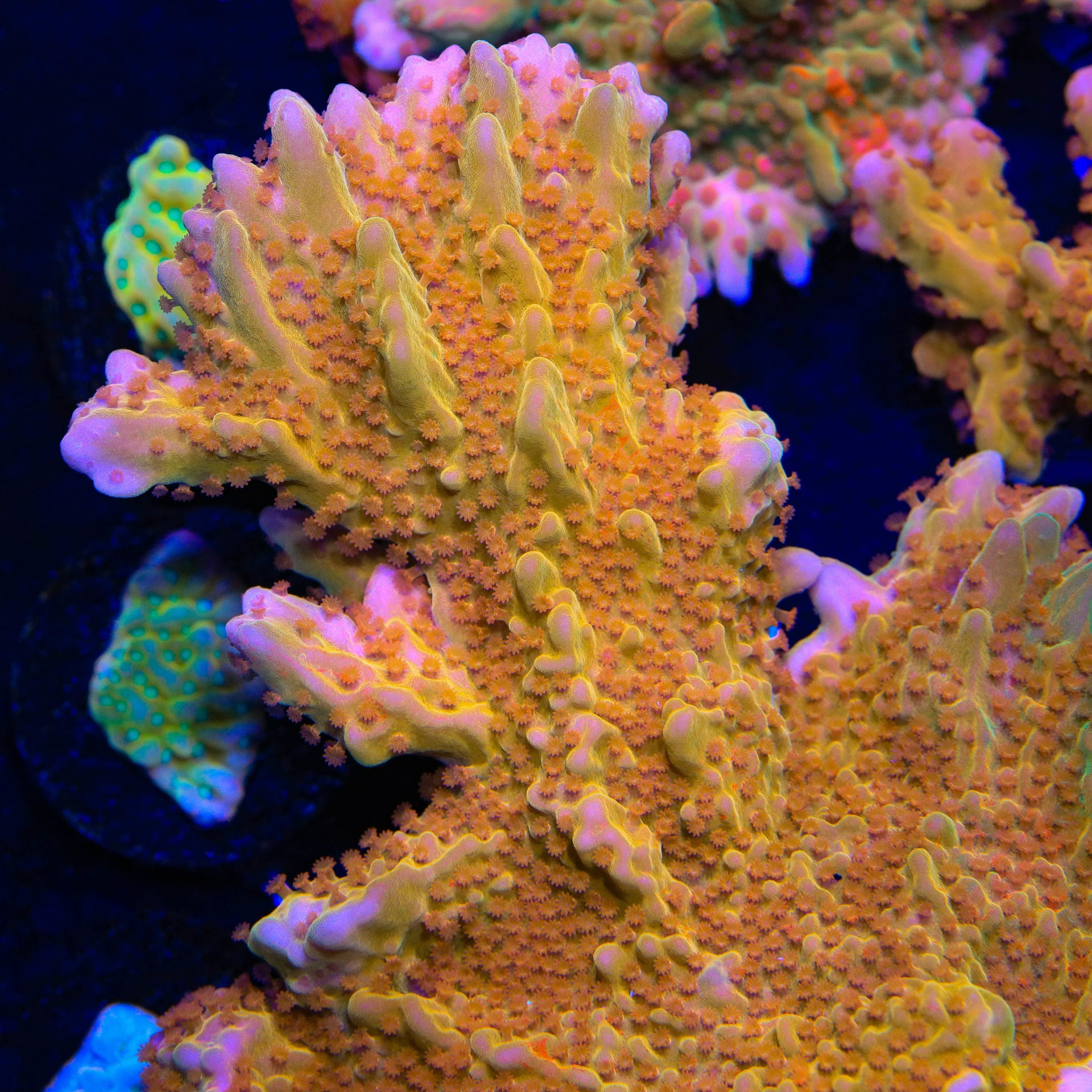 TSA Orange Peel Montipora Setosa Frag B10