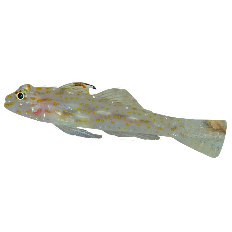 Orange Spotted Cave Goby – Candy Corals