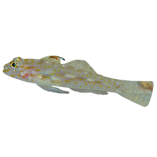 Orange Spotted Cave Goby