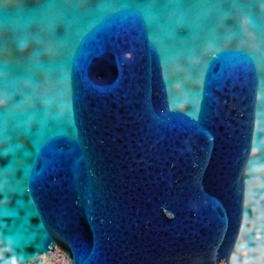 Aquacultured Blue Sponge Frag