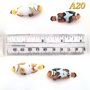 WYSIWYG Bonded Pair Nebula Percula Clownfish