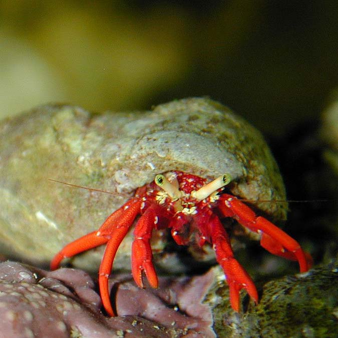 Scarlet Hermit Crab