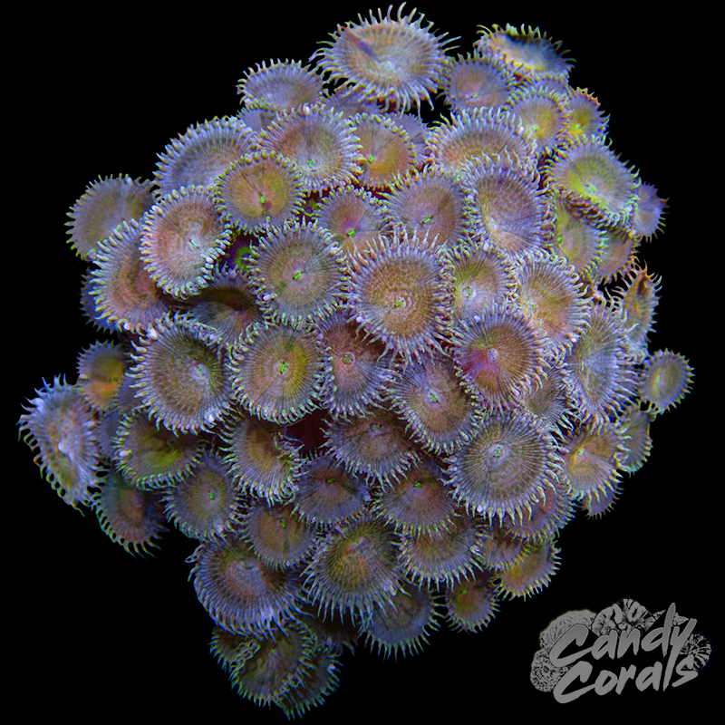 Small Blue Palythoa Colony