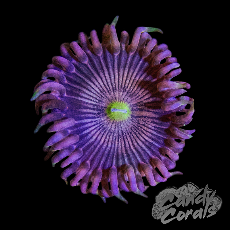 Sleeping Beauty Palythoa Per Polyp Z47