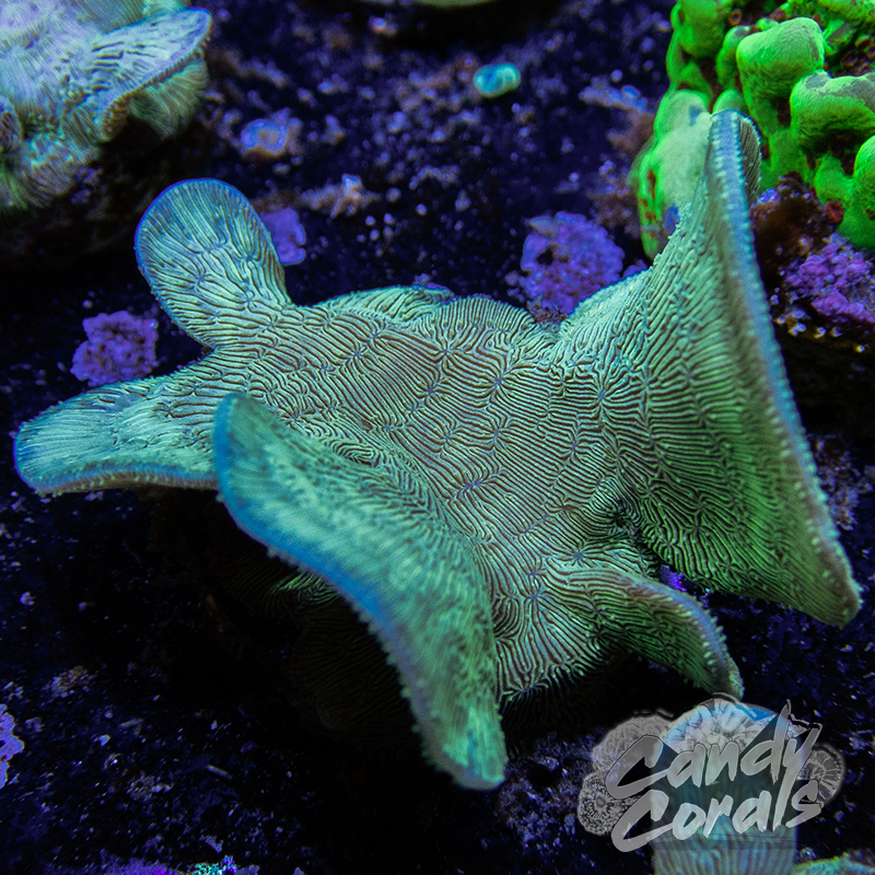 Green Pavona Frag B31