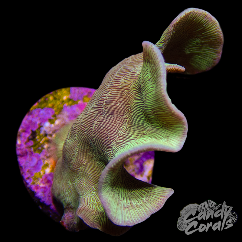 Green Pavona Frag B31
