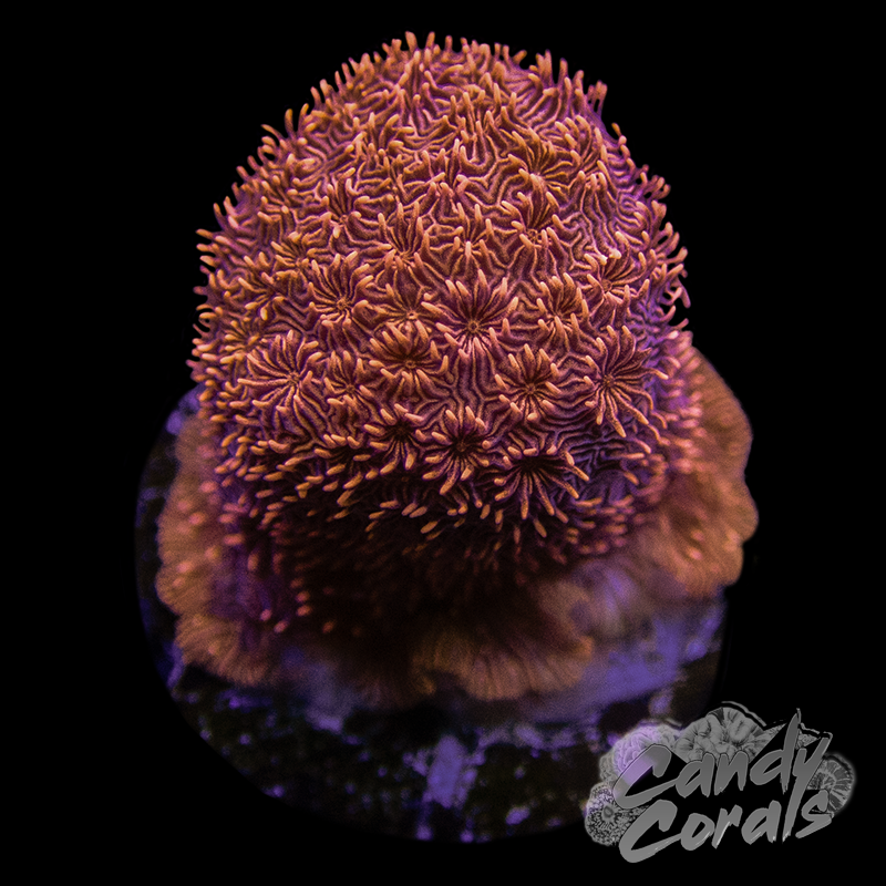 Orange Pavona Frag B24