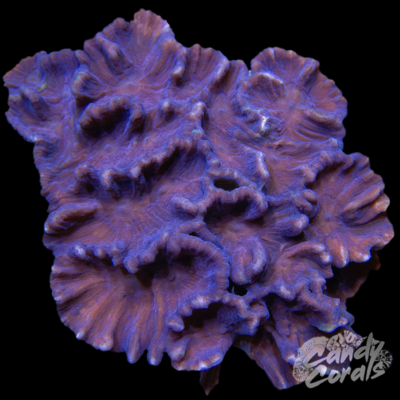 Purple Pectinia Colony WYSIWYG 11