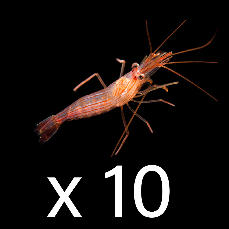 Peppermint Shrimp (Aiptasia Eating Guranteed)