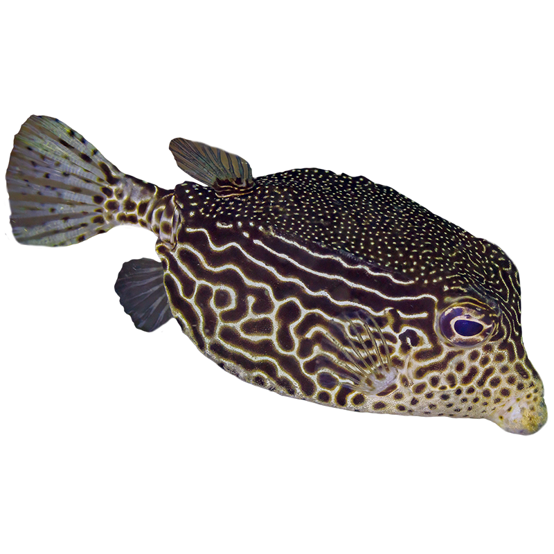 Reticulate Boxfish