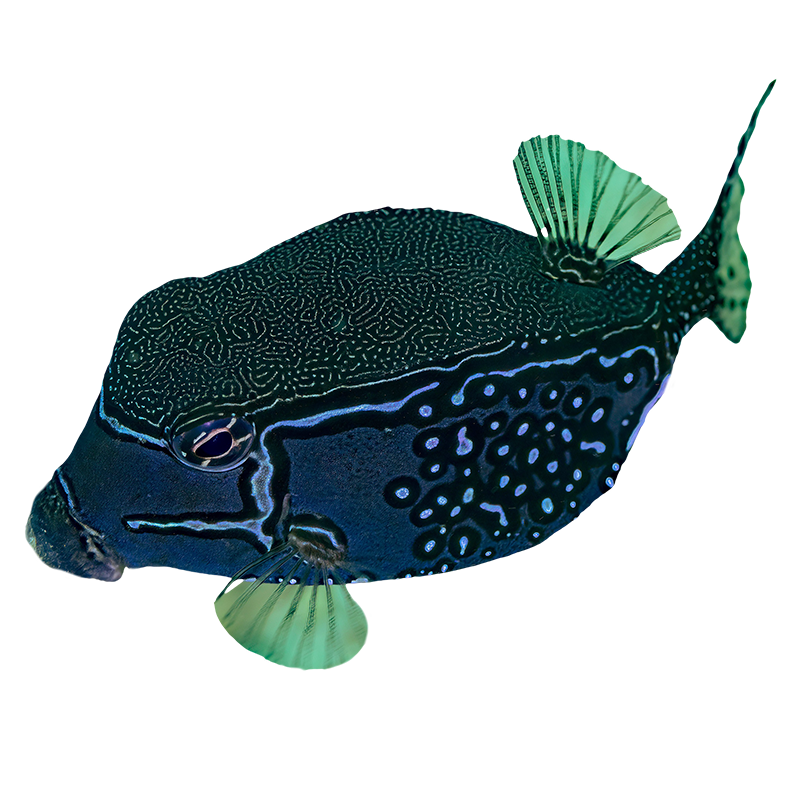 Reticulate Boxfish
