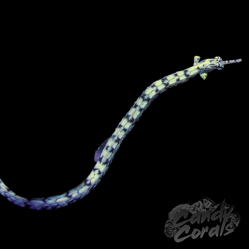 Dragonface Pipefish