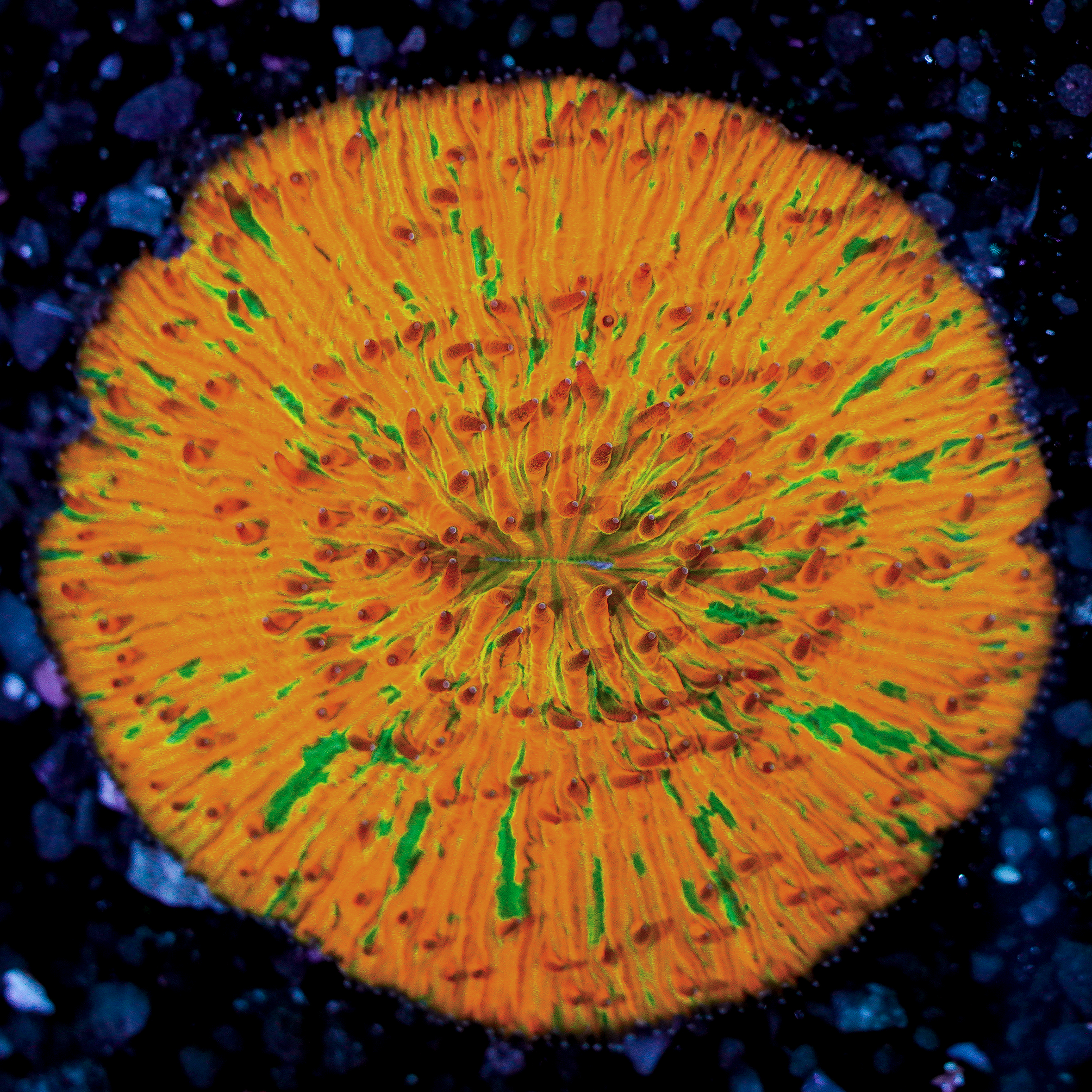 Orange and Green Splatter Plate WYSIWYG 30