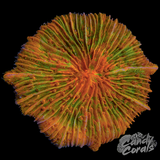 Orange Splatter Ultra Plate WYSIWYG 6