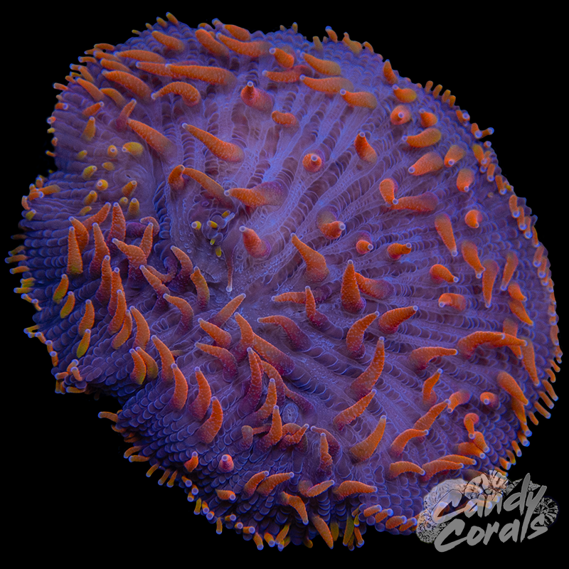 Purple Base Rainbow Orange Tentacle Plate Coral
