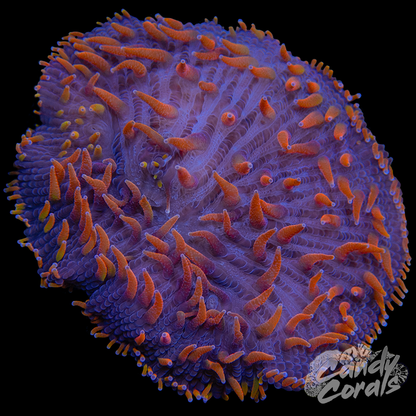 Purple Base Rainbow Orange Tentacle Plate Coral