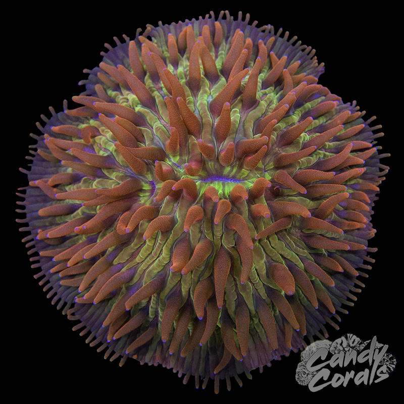 Pink Rainbow Orange Tentacle Plate Coral