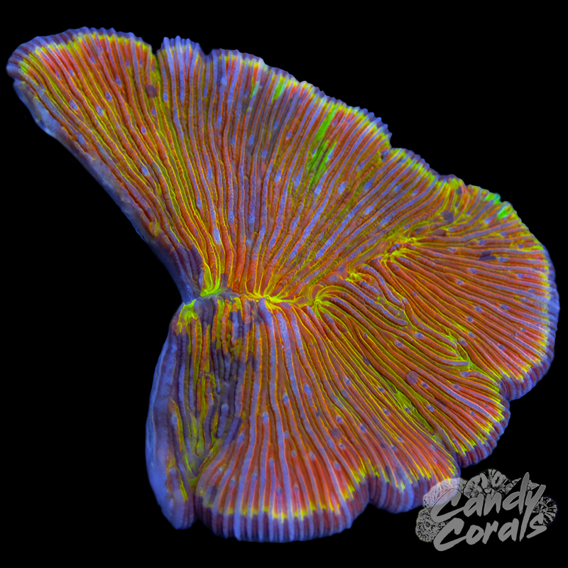 Rainbow Ultra Plate WYSIWYG 32