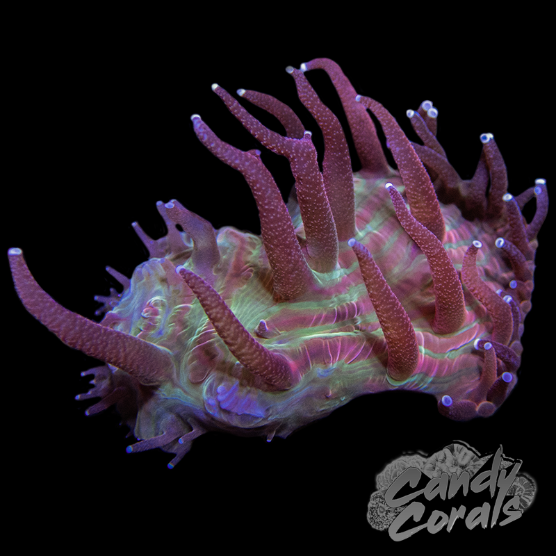 Green with Purple Tentacle Plate Coral Frag