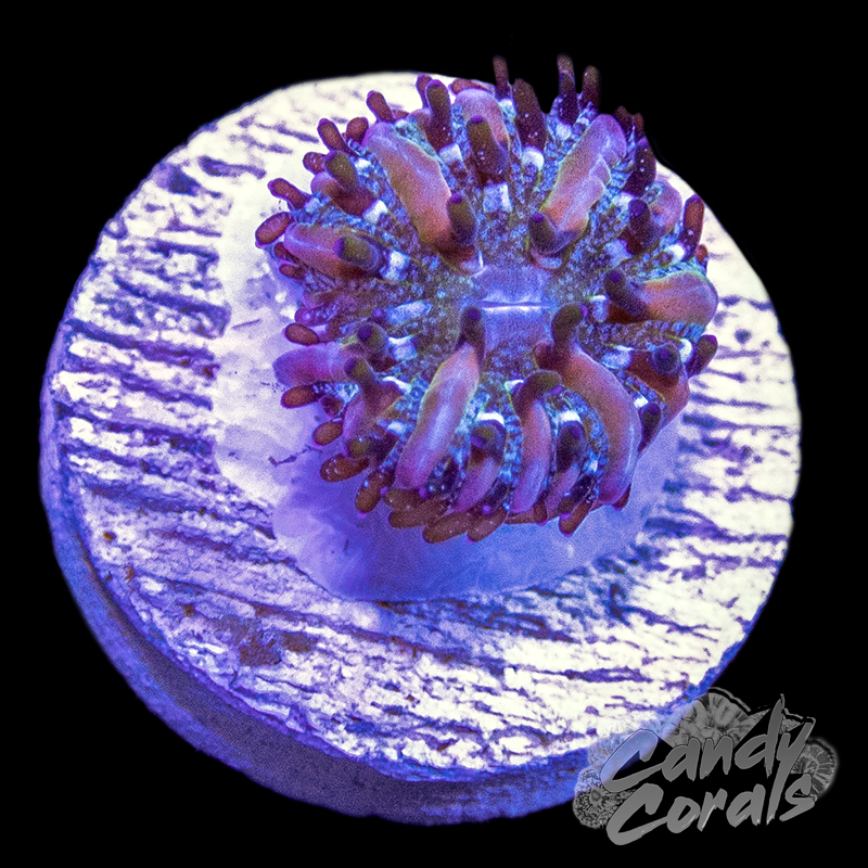 Baby Pink Stripe Plate Coral