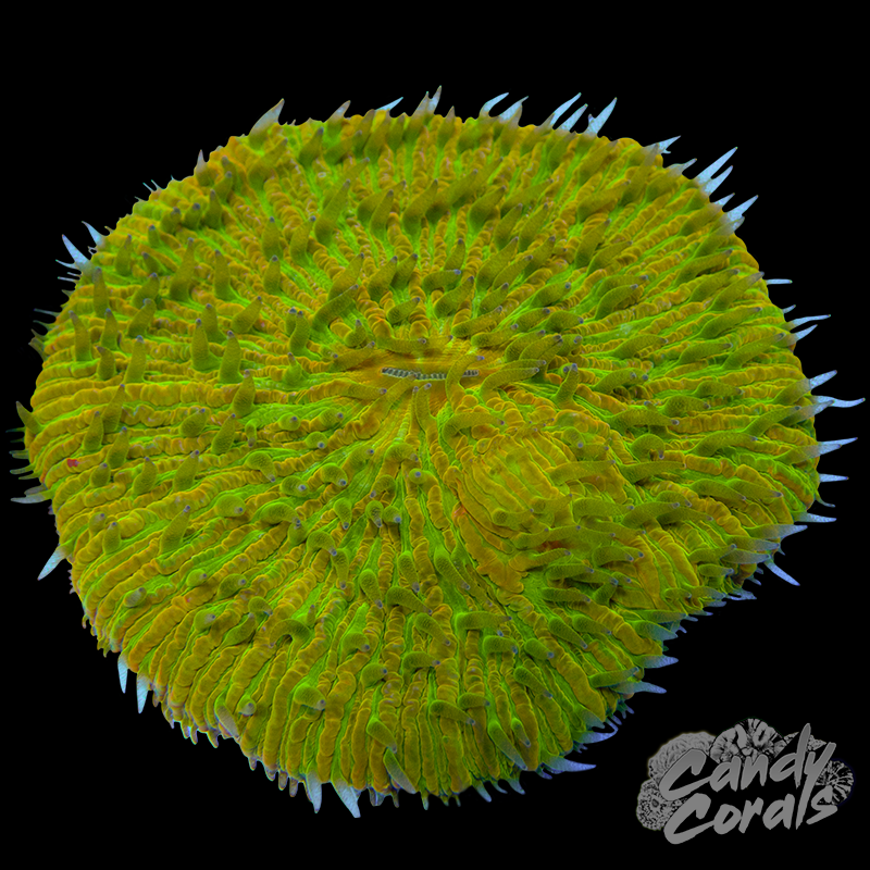 Alkatronic Pro Alkalinity Controller – Candy Corals
