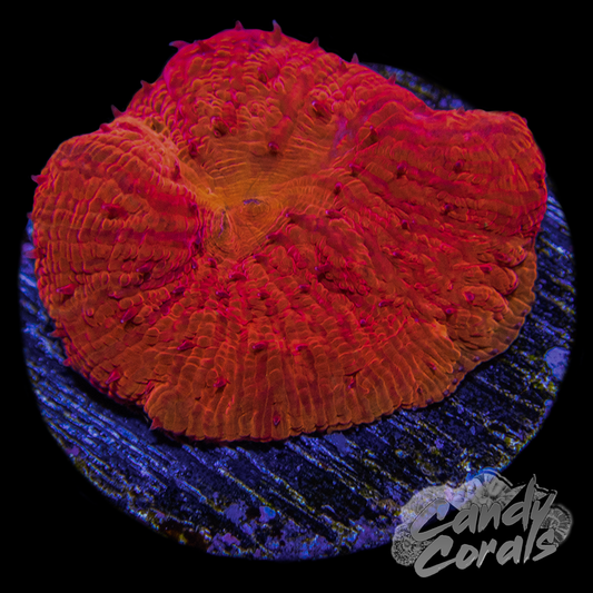 Neon Coral Paper Plates 7