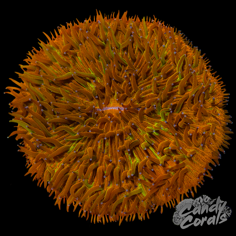 Orange Splatter Plate Coral WYSIWYG