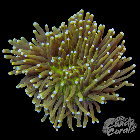 Heliofungia WYSIWYG 5