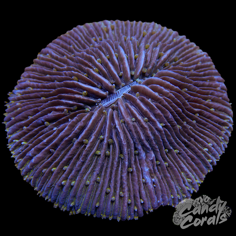 Purple Plate WYSIWYG 36