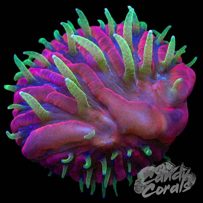 TCK Insanity Plate Coral Frag