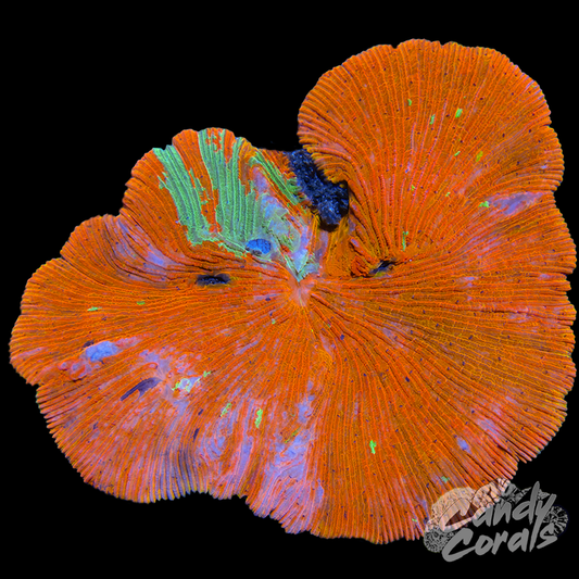 Rainbow Ultra Plate WYSIWYG 35