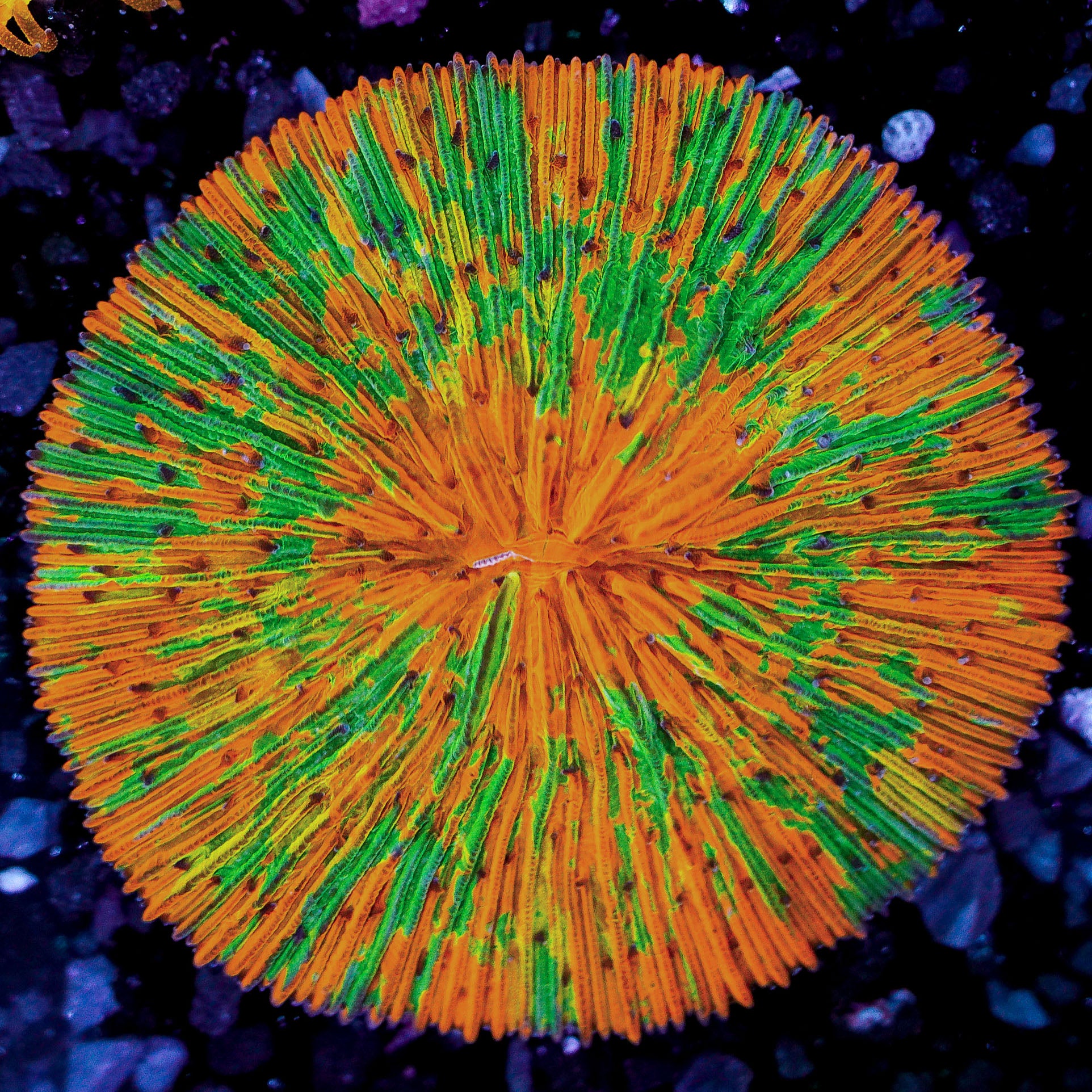 Orange and Green Splatter Plate WYSIWYG 31