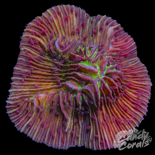 Rainbow Ultra Plate WYSIWYG 27