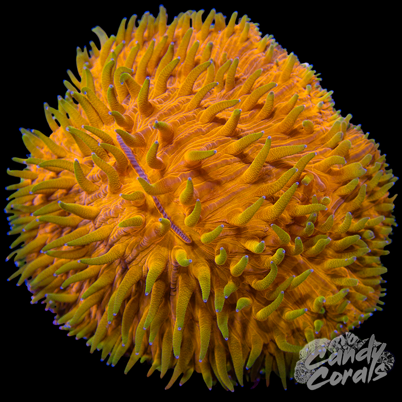 Green Tentacle Orange Ultra Plate