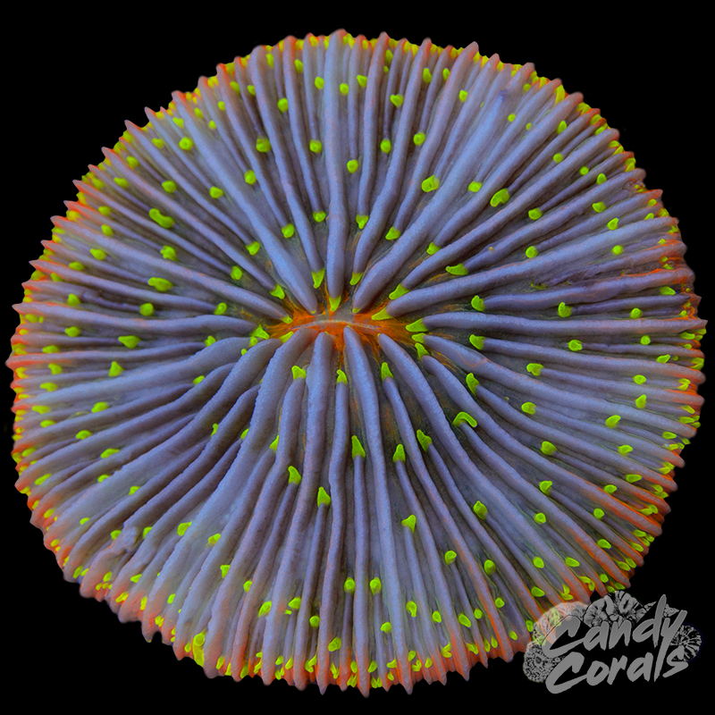Neon Tentacle Plate WYSIWYG 37