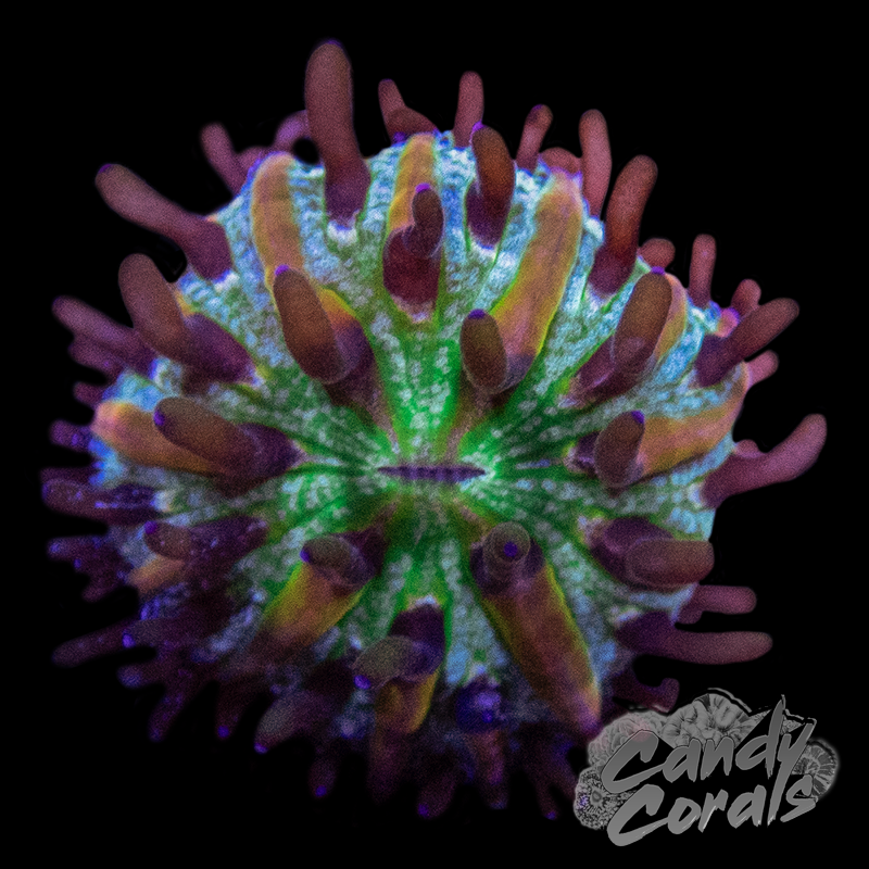 Baby Plate Coral B15