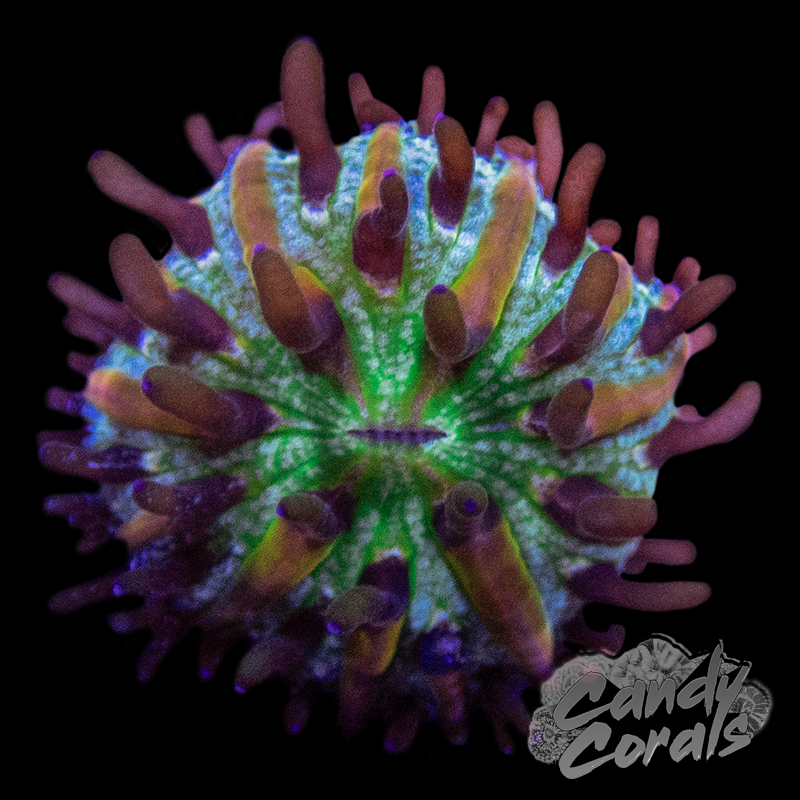 Baby Orange Stripe Plate Coral