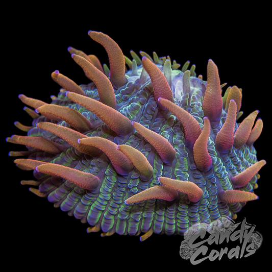 Rainbow Plate Coral Frag