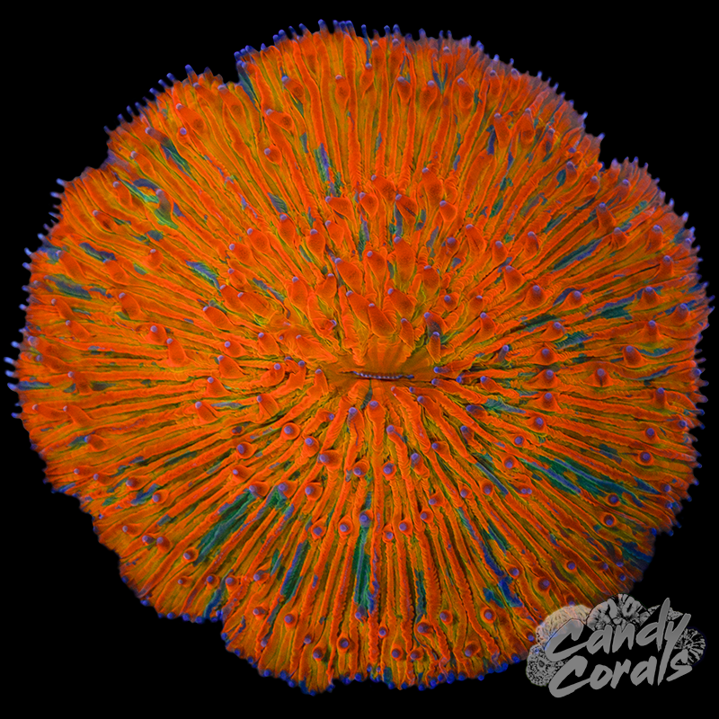 Orange and Green Splatter Plate WYSIWYG 30