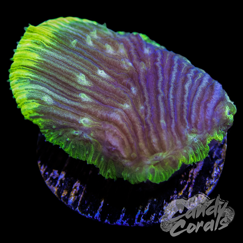 Green Rim Diaseris Plate Coral Frag